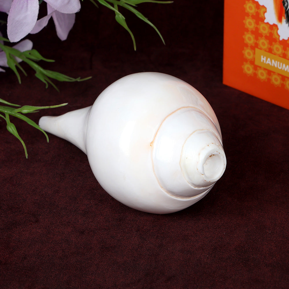 Natural 100% Original Vamavarti Shankha 6.5 Inch