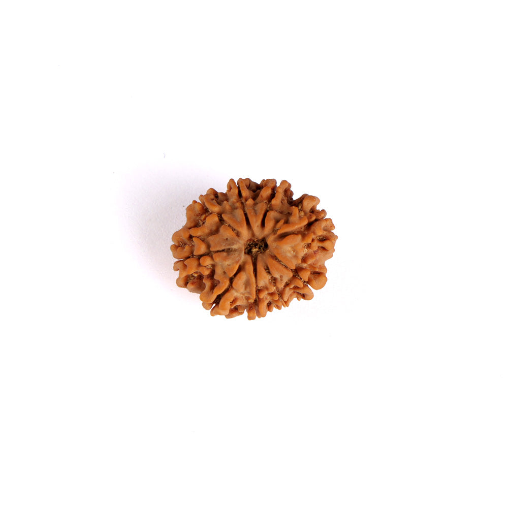 9 Mukhi Rudraksha (Regular)