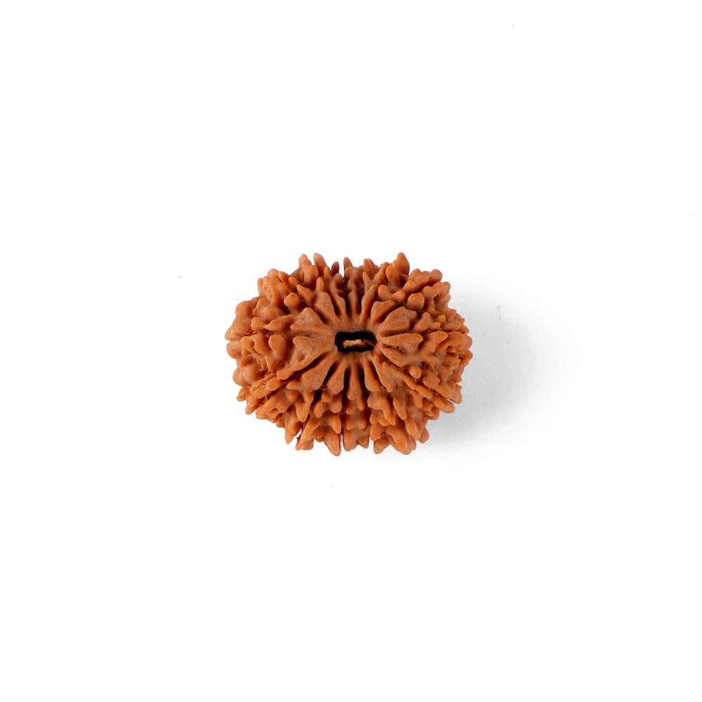 14 Mukhi Rudraksha (23.96mm)