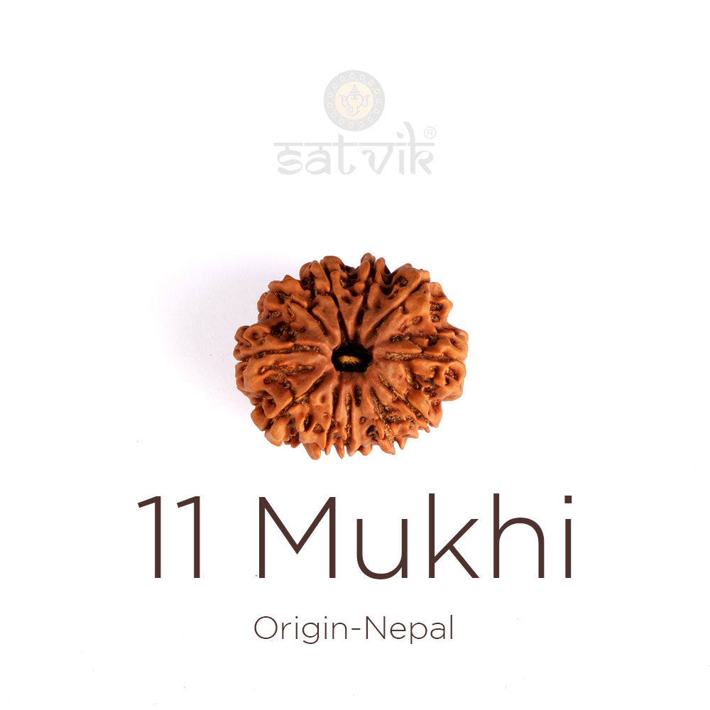 11 Mukhi Rudraksha (Super Collector)
