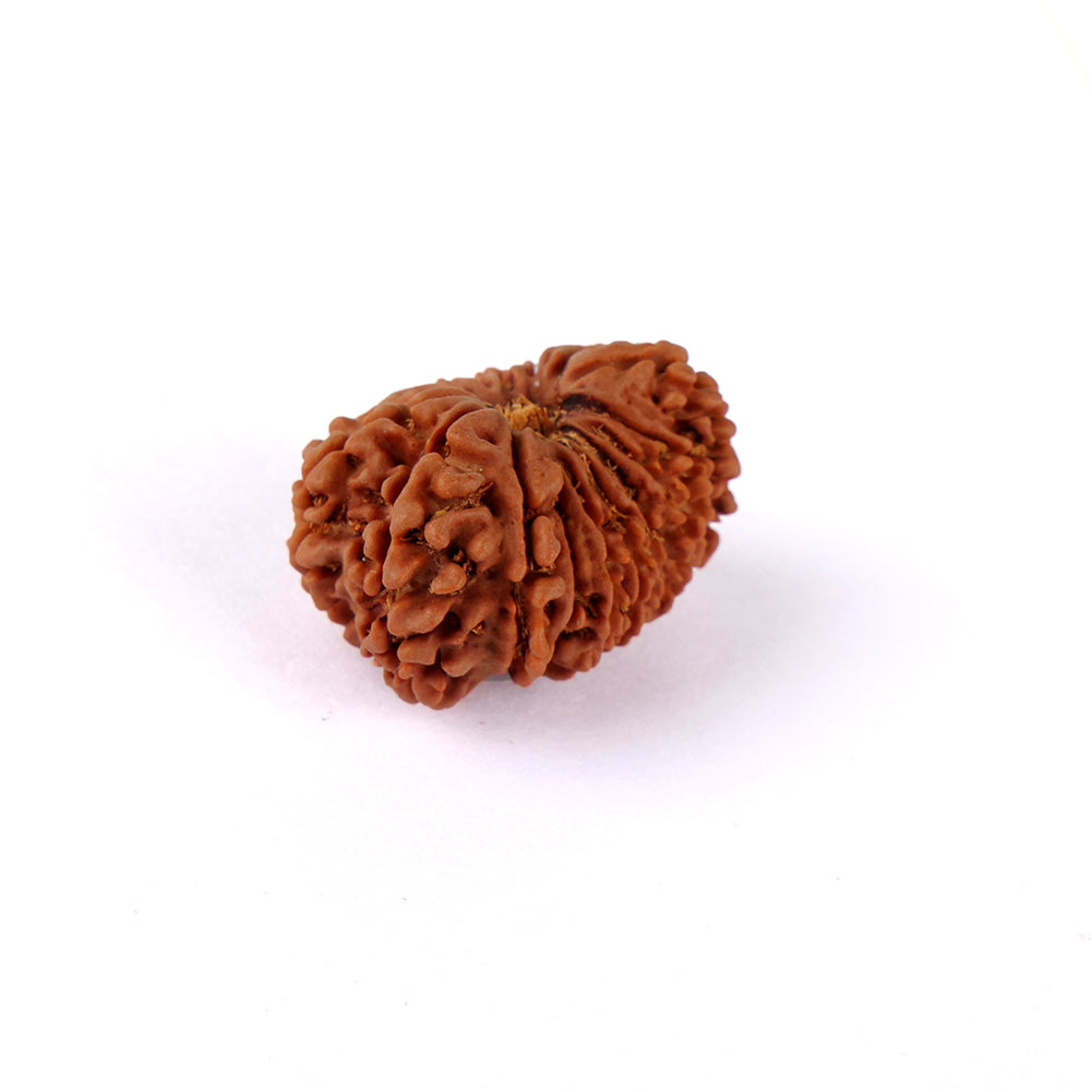 16 Mukhi Rudraksha (29.22mm)
