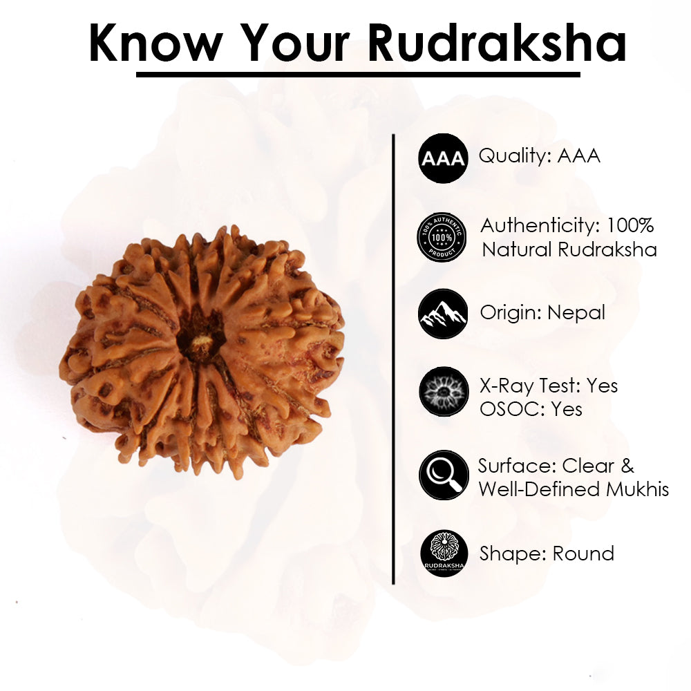 12 Mukhi Rudraksha (Super Collector)