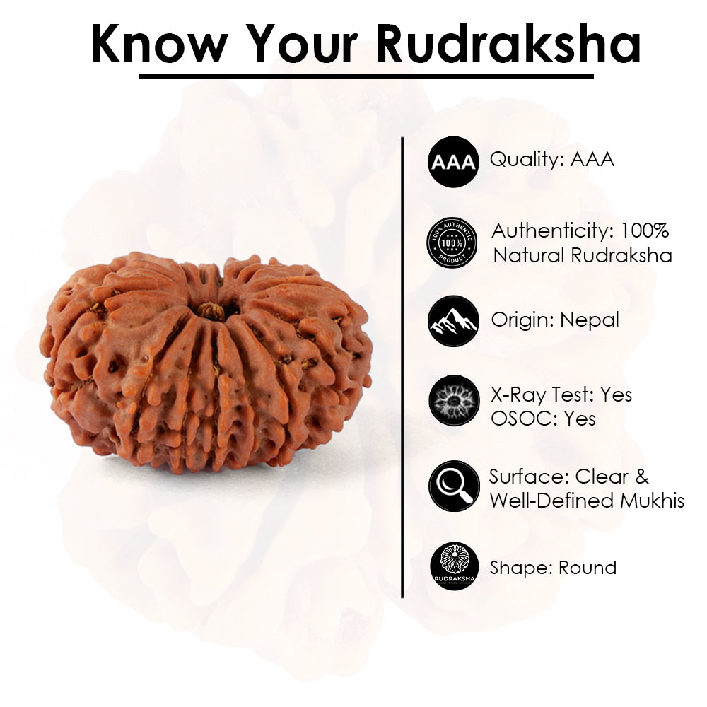 14 Mukhi Rudraksha (29.60mm)