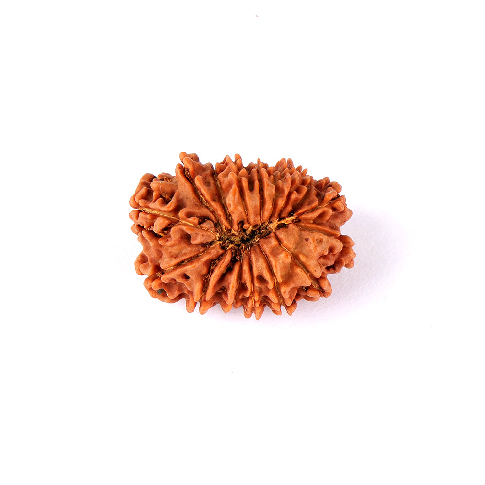 16 Mukhi Rudraksha (29.22mm)