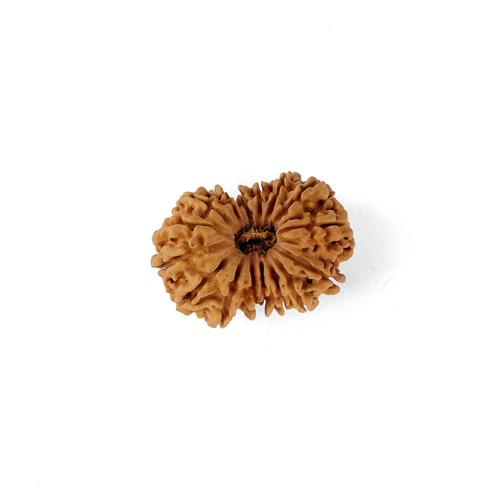 16 Mukhi Rudraksha (30.81mm)