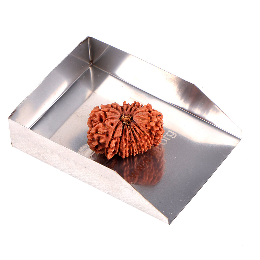 16 Mukhi Rudraksha (29.22mm)