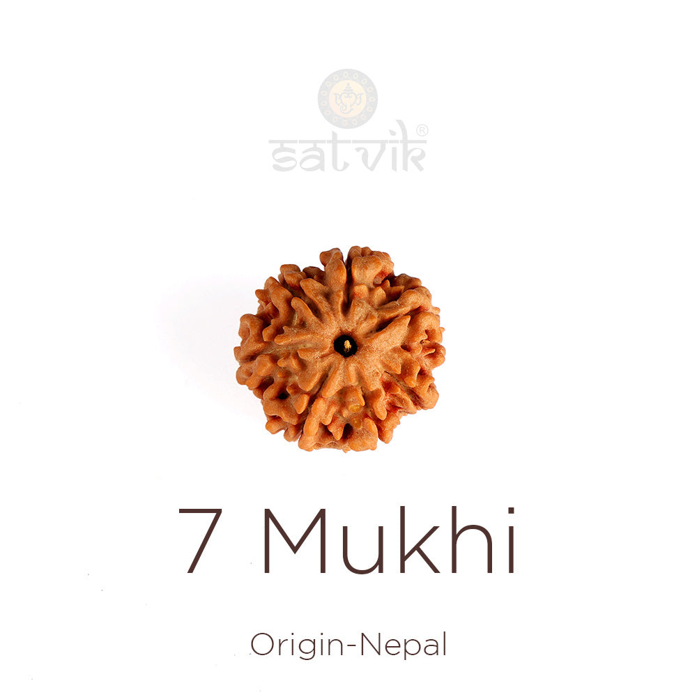7 Mukhi Rudraksha bead natural Nepali collector seven face Rudraksha. Indiaβs Premium Rudraksha Beads Brand - www.satvikstore.in
