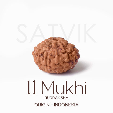 Certified 11 Mukhi brown Rudraksha bead from Indo origin placed on red cloth, symbolizing divine protection, mental clarity, and Lord Hanuman's blessings. Indiaβs Largest Pooja Accessories Brand - www.satvikstore.in