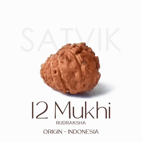Certified 12 Mukhi Rudraksha bead in brown color from Indo origin placed on red cloth for solar energy, leadership, and spiritual authority. Indiaβs Largest Pooja Accessories Brand - www.satvikstore.in