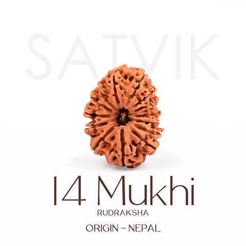 Certified 14 Mukhi Rudraksha Bead from Nepal β Authentic natural brown bead symbolizing Lord Hanuman, used for intuition, strength, and divine protection. Indiaβs Largest Brass Idols Brand - www.satvikstore.in