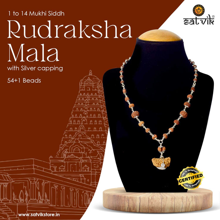 Certified 1 to 14 Face Rudraksha Mala with brown beads and silver capping, handcrafted with original Indonesian beads for divine protection and spiritual awakening. India’s Premium Rudraksha Jap Mala Store- www.satvikstore .in