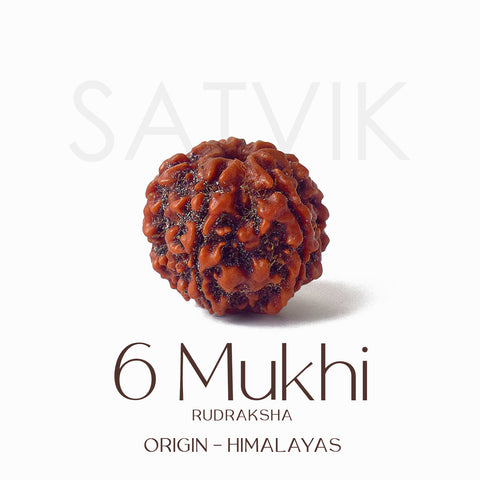 Certified 6 Mukhi brown Rudraksha bead placed on red fabric, symbolizing courage, focus, and inner discipline for spiritual and professional growth. Indiaβs Largest Pooja Accessories Brand - www.satvikworld.com