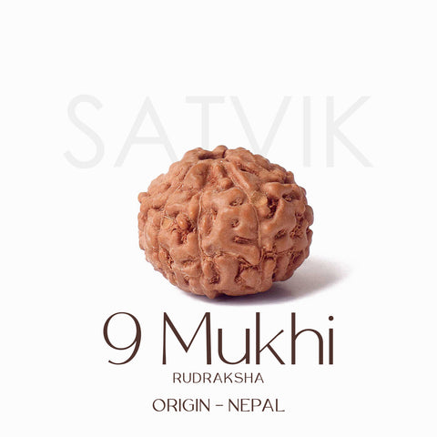 Certified 9 Mukhi brown Rudraksha bead from Indo origin placed on red cloth, representing divine strength, protection, and blessings of Goddess Durga. Indiaβs Largest Pooja Accessories Brand - www.satvikstore.in