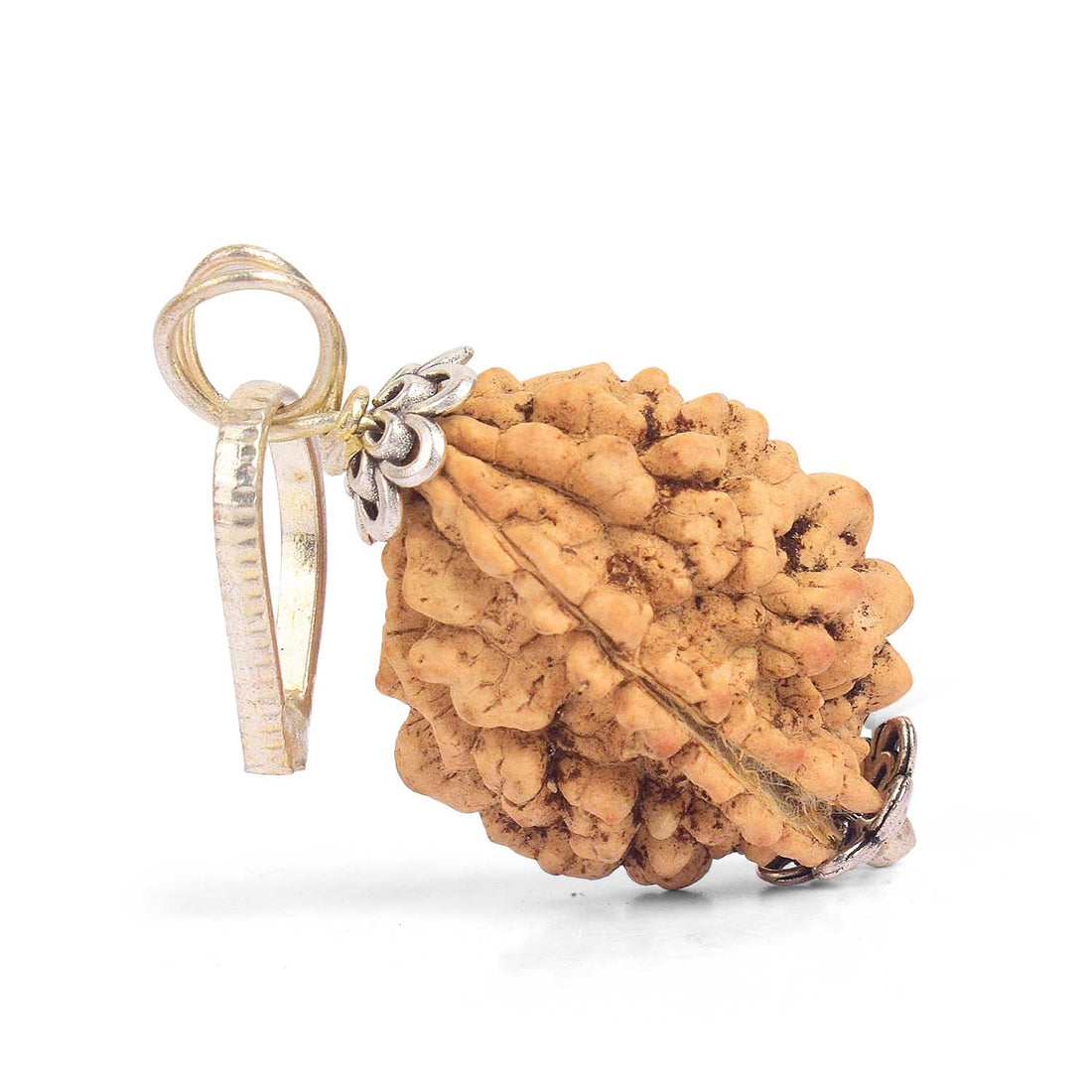 Certified 2 Mukhi Rudraksha Pendant