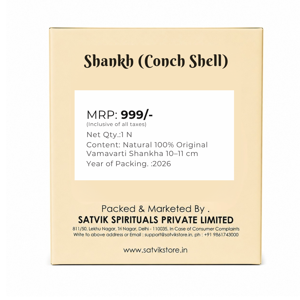 Natural 100% Original Vamavarti Shankha 10–11 cm