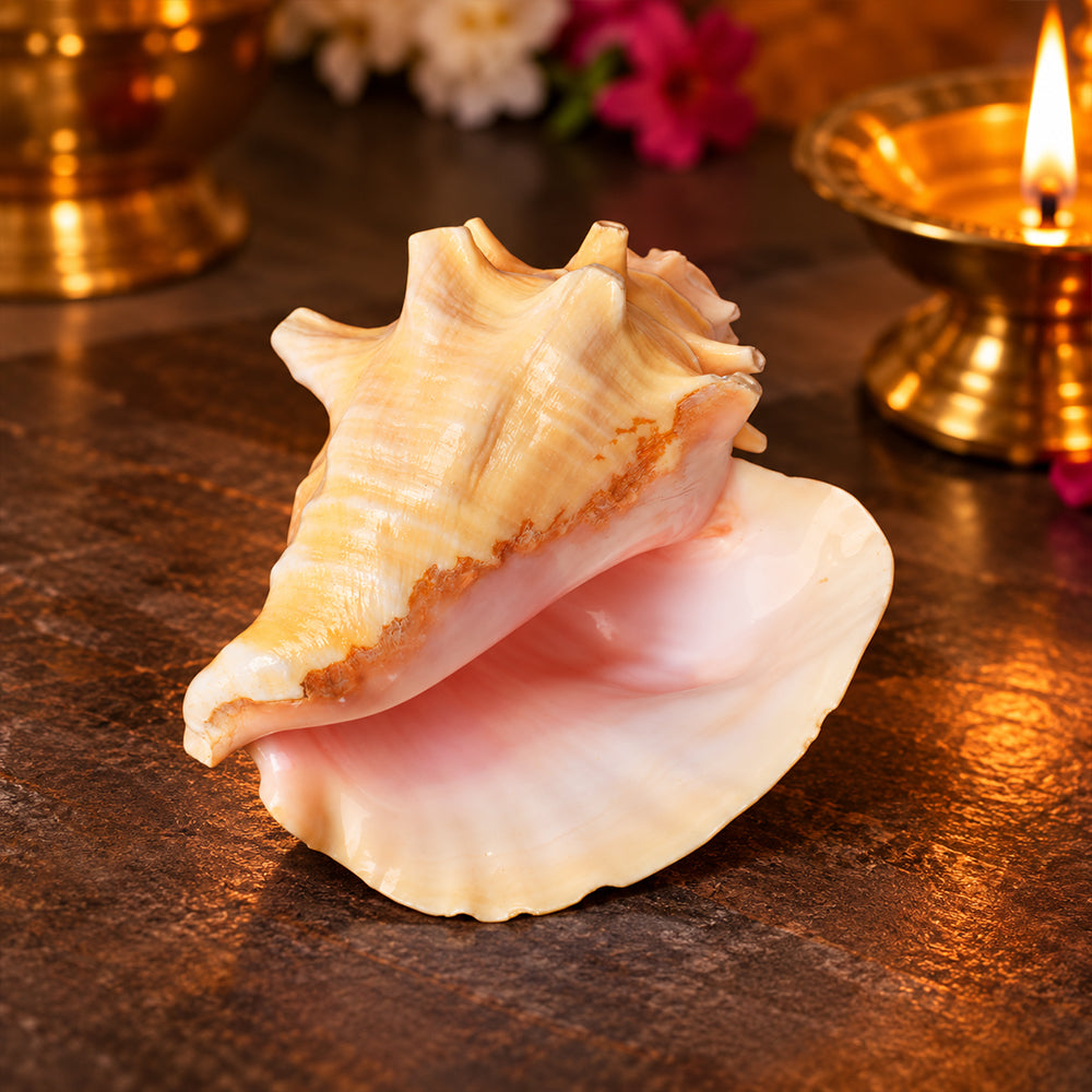 19cm Dakshinavarti Annapurna Shankh (Conch Shell) – For Abundance, Vastu & Blessings