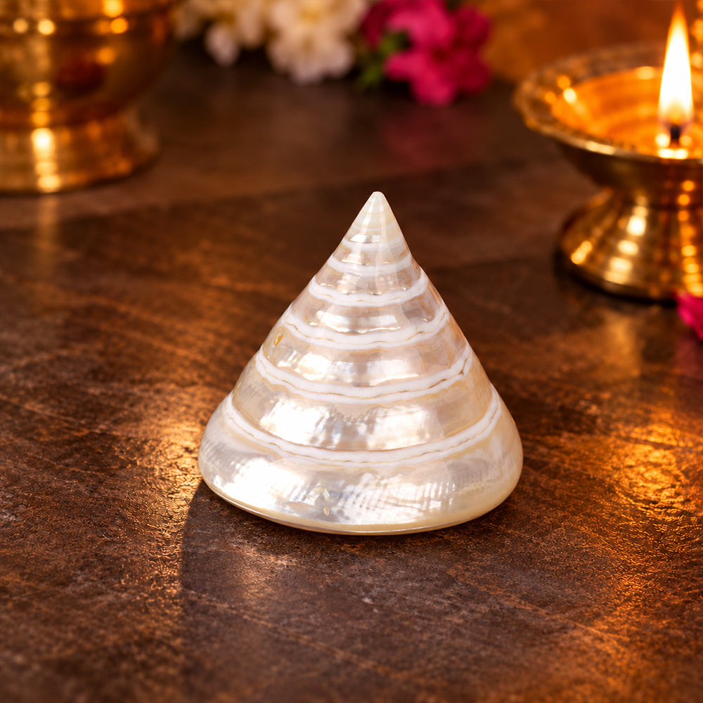 Moti Shankh (Pearl Trochus) – Purity, Peace & Pooja Blessings