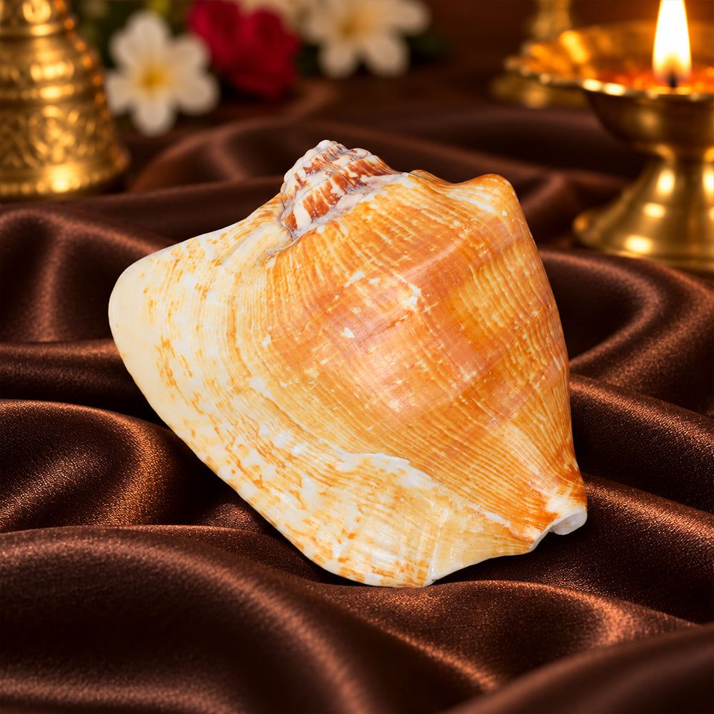 Tiger Shell Shankh (Tricornis) – Symbol of Strength, Protection & Spiritual Purity
