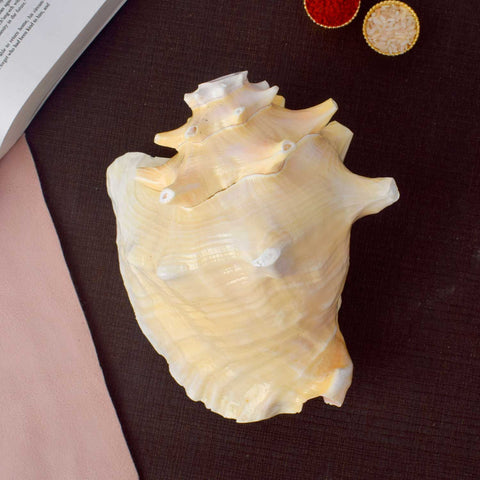 Dakshinavarti Annapurna Shankh (Conch Shell) for vastu and abundance β Indiaβs Largest Pooja Accessories Brand β www.satvikstore.in