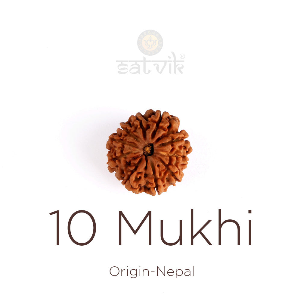 10 Mukhi Rudraksha: The Ultimate Shield of Divine Protection & Stability