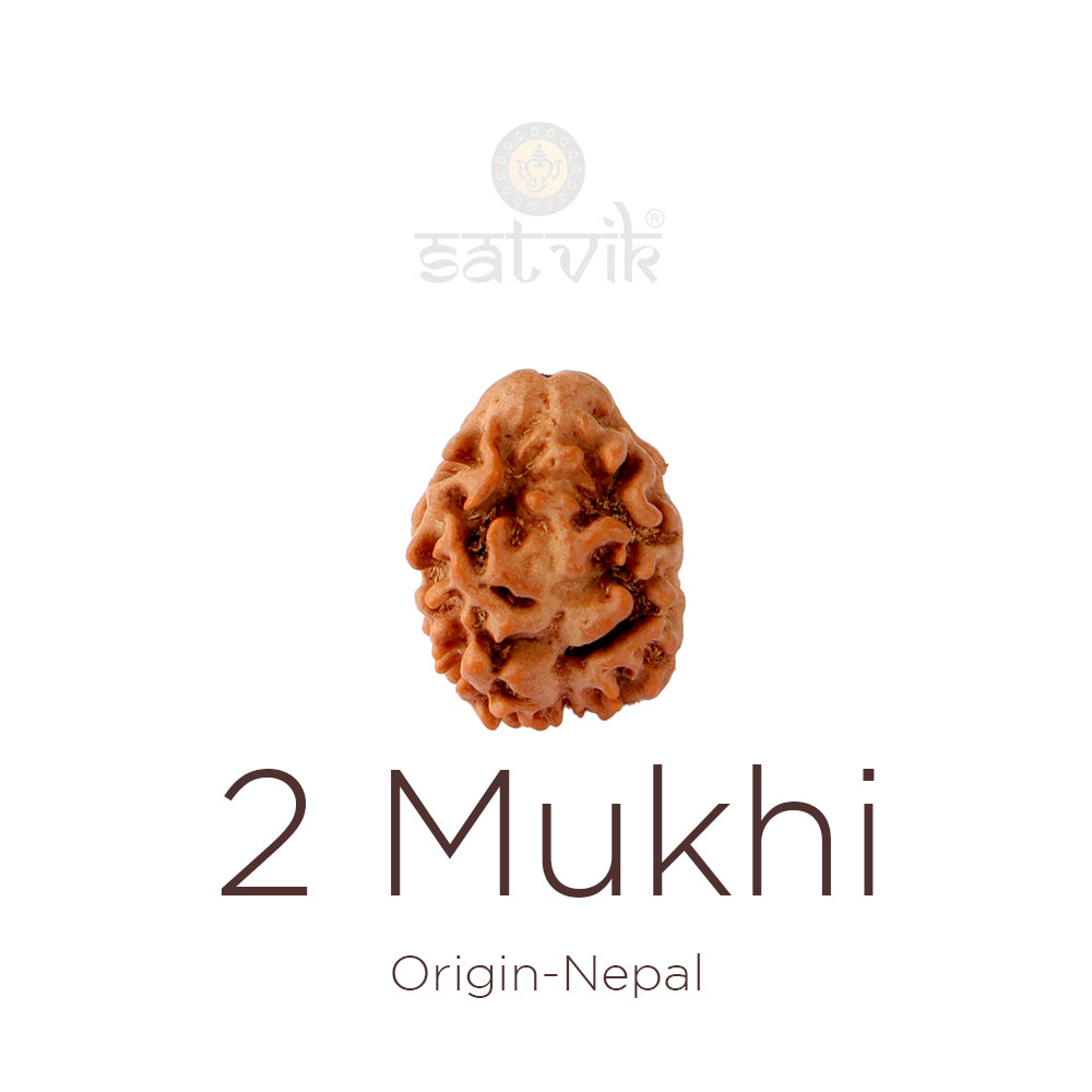 2 Mukhi Rudraksha: Meaning, Relationship Harmony, Benefits & How to Wear