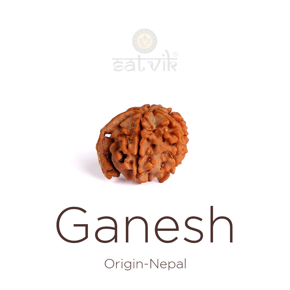 Ganesh Rudraksha: The Divine Symbol of Wisdom, Success & Obstacle Removal