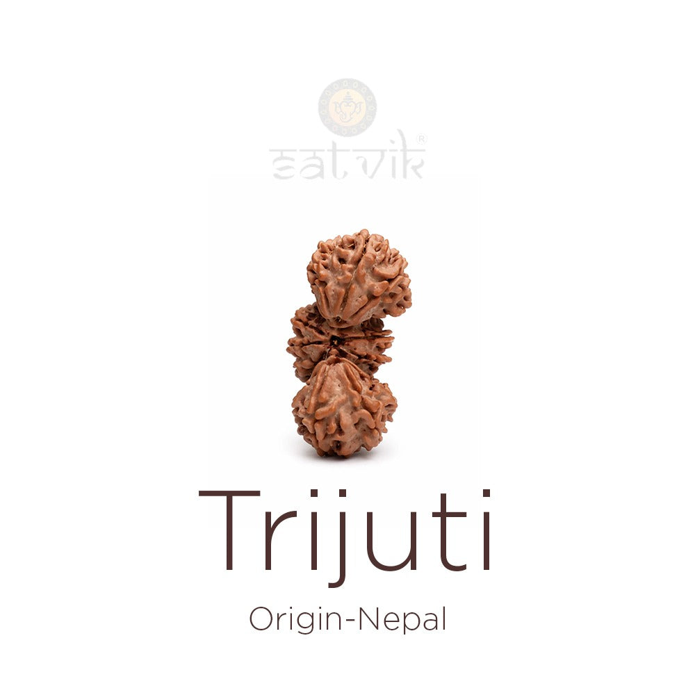 Trijuti Rudraksha: The Ultimate Symbol of Divine Trinity, Power & Spiritual Mastery