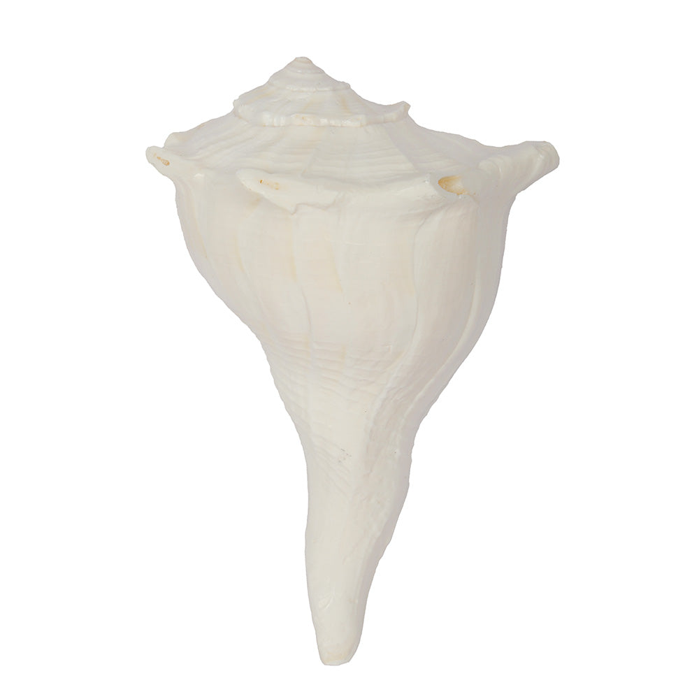 12.7 cm Sacred Dakshinavarti Valampuri Shankh