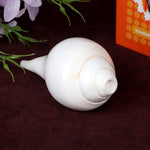 Natural 100% Original Vamavarti Shankha 6.5 Inch
