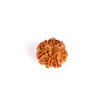 7 Mukhi Rudraksha (Collector)