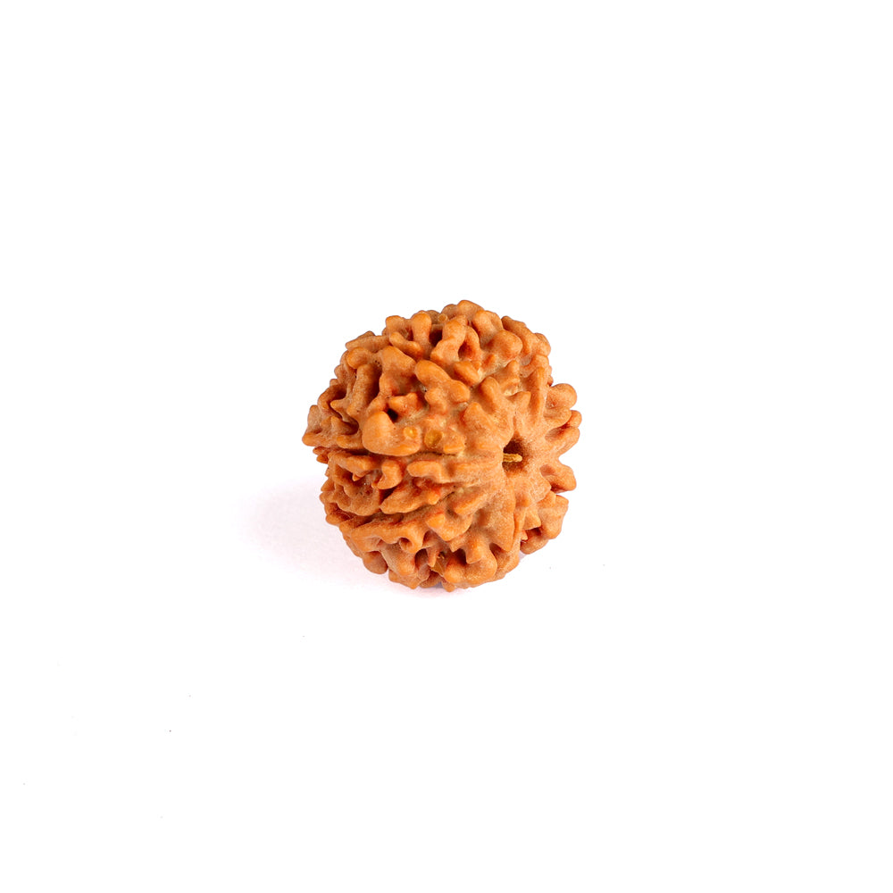 7 Mukhi Rudraksha (Collector)
