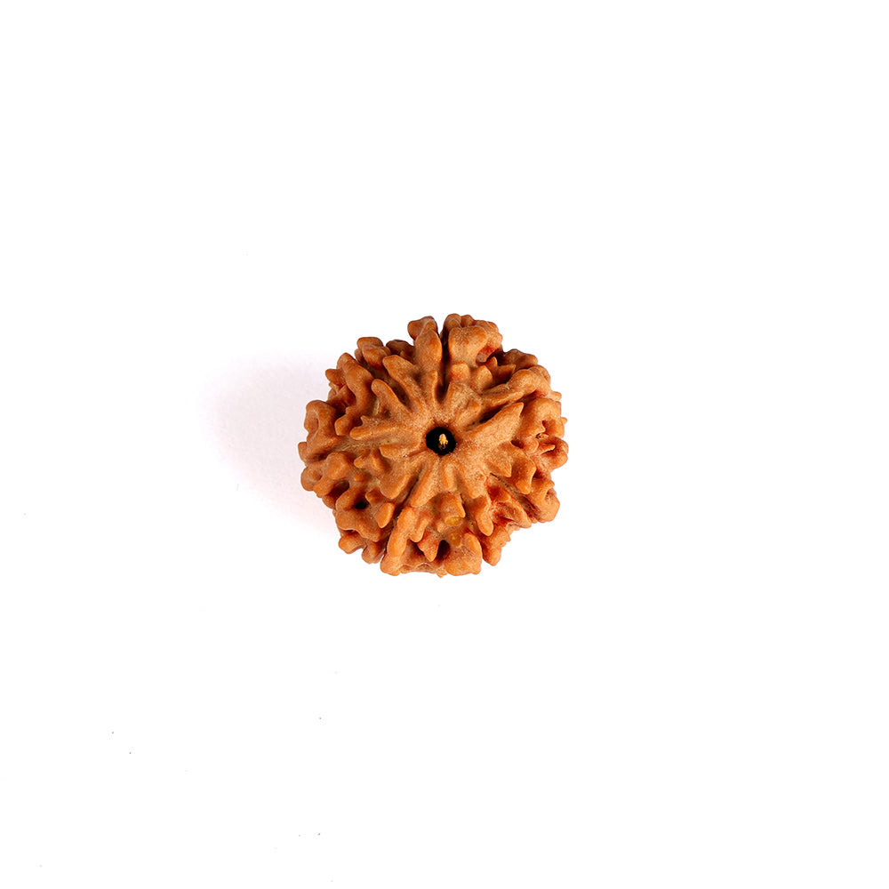 7 Mukhi Rudraksha (Collector)