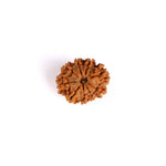 9 Mukhi Rudraksha (Super Collector)