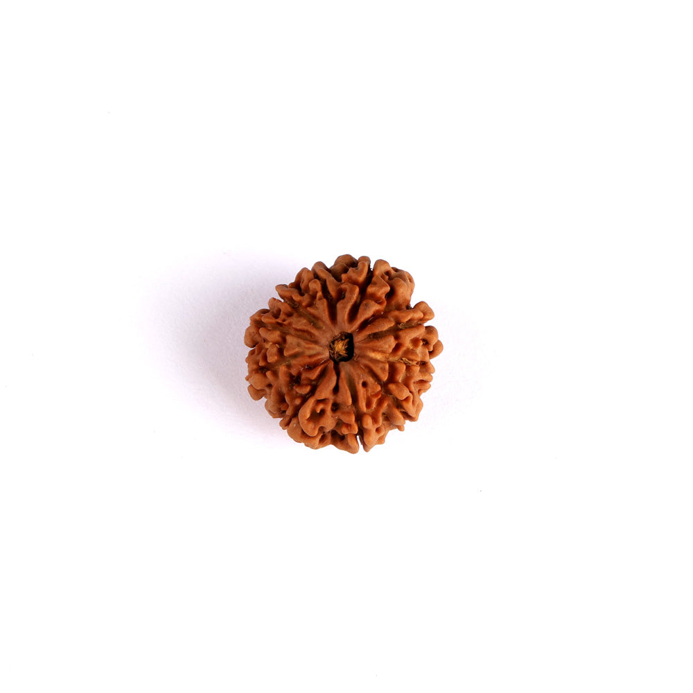 10 Mukhi Rudraksha (Regular)