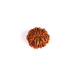10 Mukhi Rudraksha (Regular)