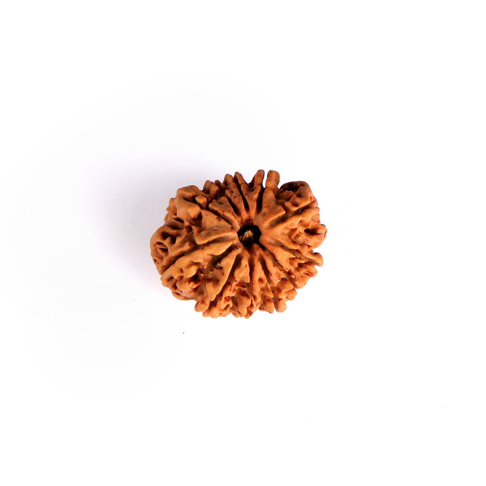 11 Mukhi Rudraksha (Super Collector)