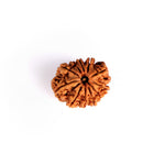 11 Mukhi Rudraksha (Super Collector)
