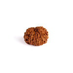 12 Mukhi Rudraksha (Super Collector)