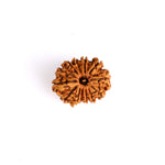 13 Mukhi Rudraksha (Super Collector)