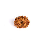 13 Mukhi Rudraksha (Super Collector)