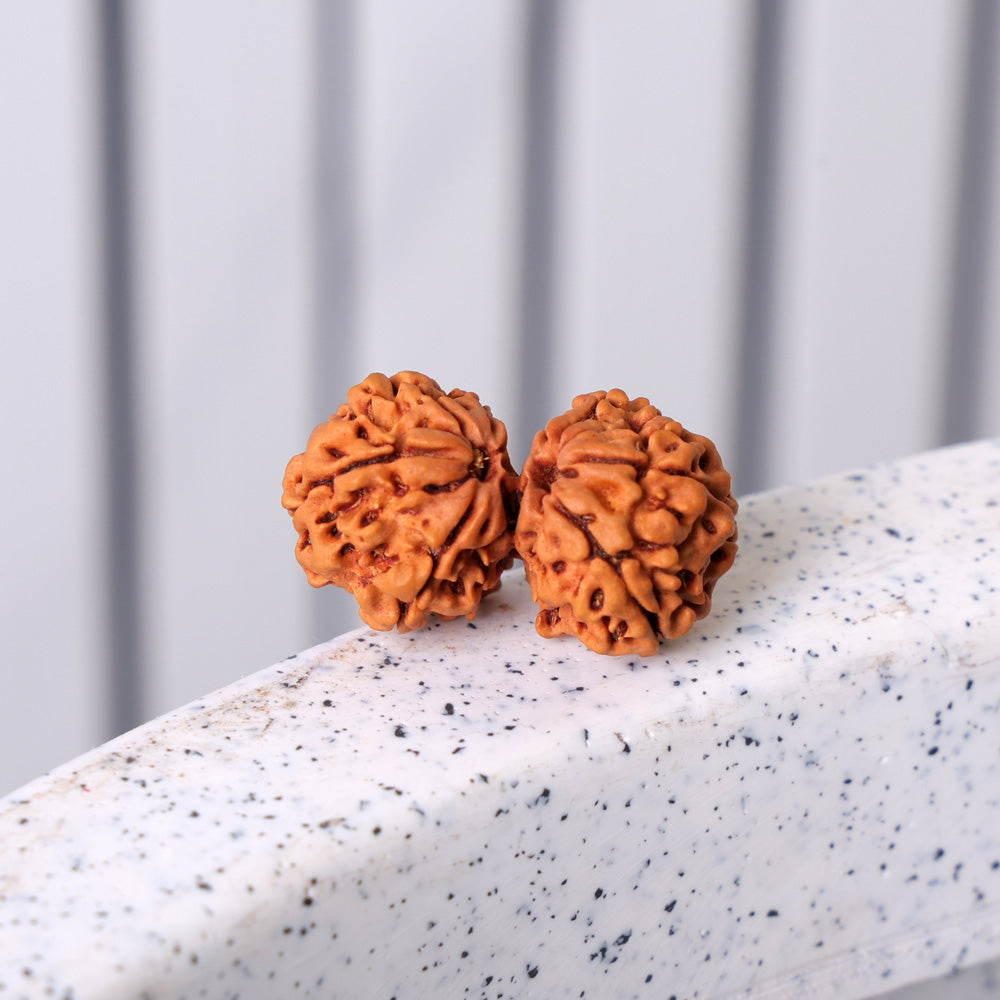 9 Mukhi Gauri Shankar Rudraksha (Super Collector)