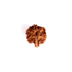 5 Mukhi Ganesh Rudraksha (Regular)