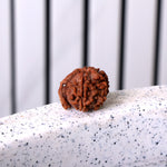5 Mukhi Ganesh Rudraksha (Regular)