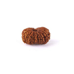 15 Mukhi Rudraksha (27.32mm)