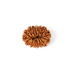 15 Mukhi Rudraksha (26.50mm)