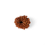 15 Mukhi Rudraksha (25.26mm)
