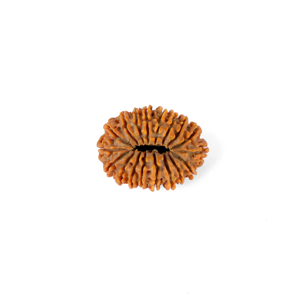 18 Mukhi Rudraksha (31.44mm)