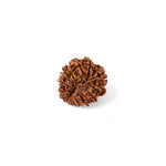 18 Mukhi Rudraksha (24.28mm)