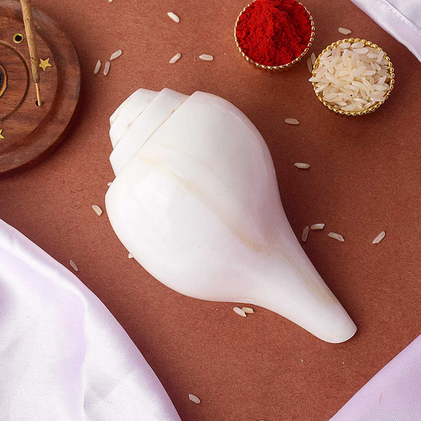 Natural 100% Original Vamavarti Shankha 5.5 Inch