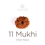 11 Mukhi Rudraksha (Super Collector)